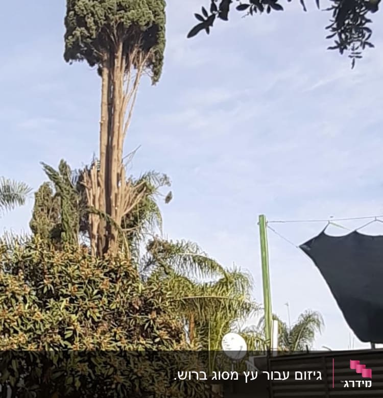 תספורת לברוש של כ24 מטר על פי החוק 